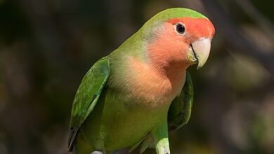 عصافير الروز