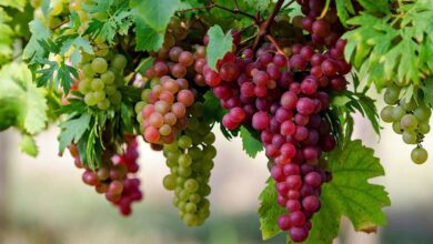 فوائد العنب للبشرة والوجه