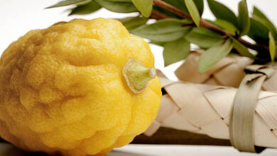 فوائد فاكهة الترنج للرجيم