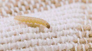 هل ظهور الدود من علامات الحسد؟