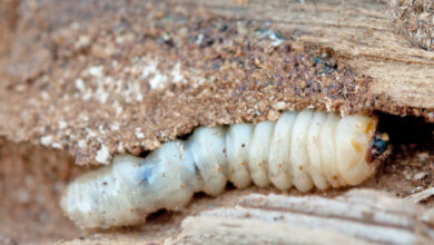 وجود الدود في المنزل بدون سبب