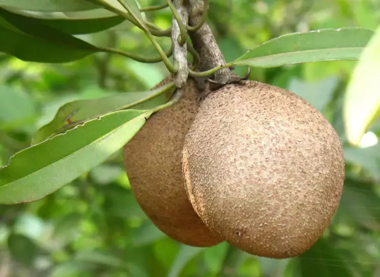 ​​​​​​​شيكو