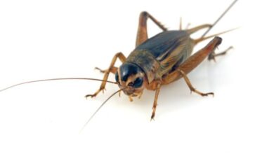 أسباب ظهور صرصور الليل في البيت