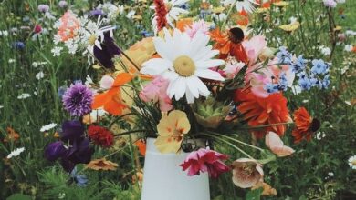 اجمل ورد طبيعي في العالم