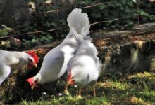 اسعار الفراخ البيضاء اليوم