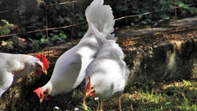 اسعار الفراخ البيضاء اليوم