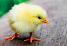 اسعار الكتاكيت البيضاء اليوم