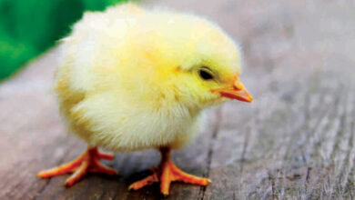 اسعار الكتاكيت البيضاء اليوم