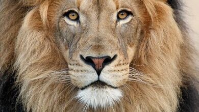 اسم للاسد ورد في القرآن الكريم