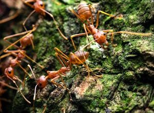 اين يعيش النمل المقاتل