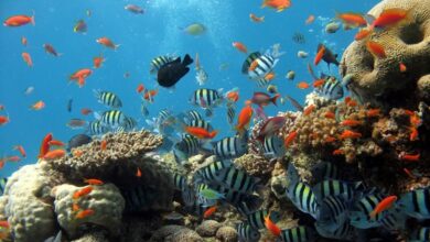 تفسير حلم السمك الحي خارج الماء