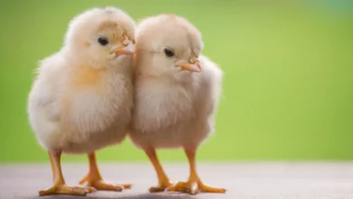 تفسير حلم الكتاكيت الصغيرة لابن سيرين