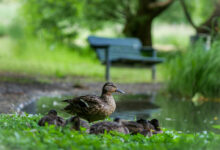 سعر الكتكوت الابيض عمر يوم