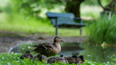 سعر الكتكوت الابيض عمر يوم