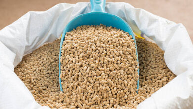 سعر شيكارة العلف 50 كيلو اليوم