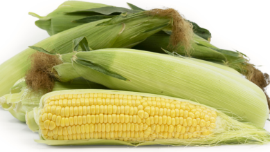 سعر طن الذرة الصفراء اليوم