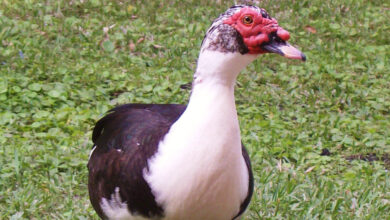 سعر كيلو البط المسكوفي اليوم