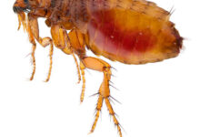 شكل البرغوث