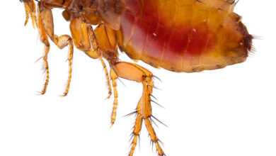 شكل البرغوث