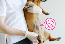 علاج ديدان الكلاب من الصيدلية البشرية