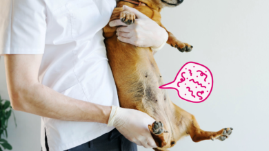 علاج ديدان الكلاب من الصيدلية البشرية