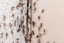 هل وجود النمل في البيت خير ام شر