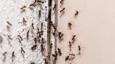 هل وجود النمل في البيت خير ام شر
