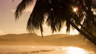 اسم مؤنث معناه النخله الصغيره من اربع حروف