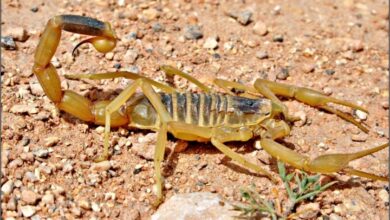 تفسير حلم العقرب الصفراء وقتله