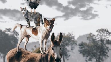 حيوان بحرف الحاء