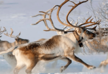 حيوان بحرف الراء