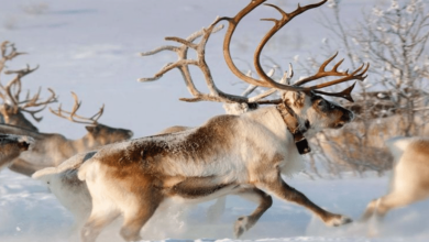 حيوان بحرف الراء