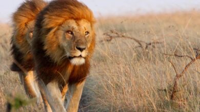 رؤية الاسد في المنام