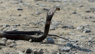 رؤية الثعبان الأسود في المنام للمتزوجة