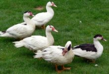 سعر البط المولار عمر 15 يوم