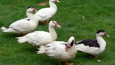 سعر البط المولار عمر 15 يوم