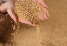 سعر طن علف الإيمان اليوم