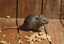 هل وجود الفئران في البيت من الحسد