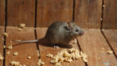 هل وجود الفئران في البيت من الحسد