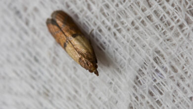 هل وجود الفراشة في البيت خير