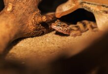 هل وجود الوزغ في البيت يدل على السحر