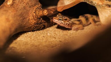 هل وجود الوزغ في البيت يدل على السحر