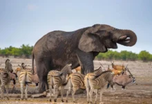 اسئلة عن الحيوانات