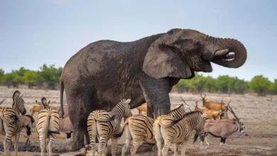 اسئلة عن الحيوانات