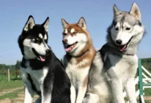 اسماء كلاب ذكور