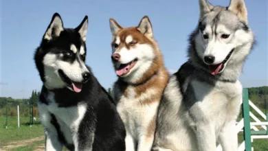 اسماء كلاب ذكور