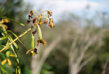 فوائد عسل البردقوش