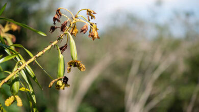 فوائد عسل البردقوش