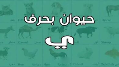 حيوان بحرف ي