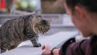 رؤية القطط في المنام للرجل